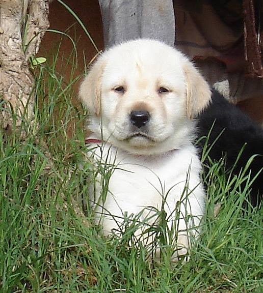 Dog